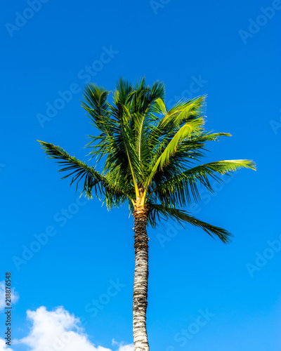 Palm Tree Swaying in the Wind