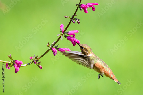 Rufous Hummingbird © Michael