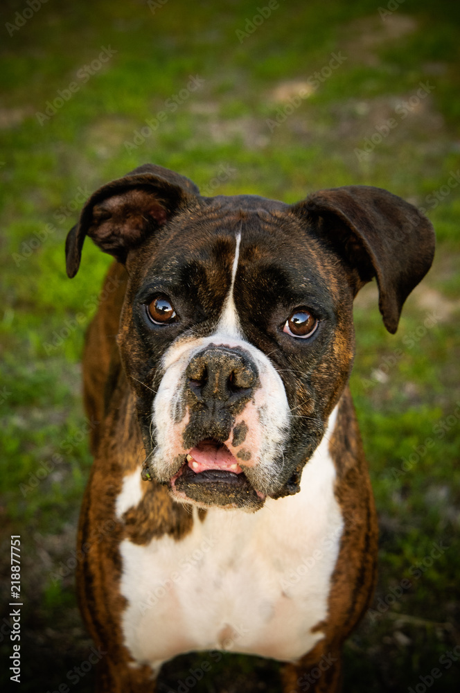 Boxer dog outdoor portrait in grass