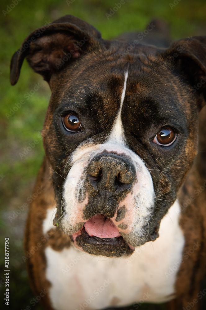 Boxer dog outdoor portrait closeup