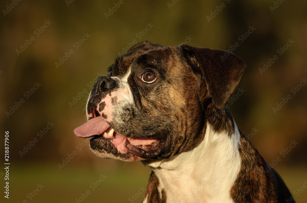 Boxer dog outdoor portrait head shot Boxer dog outdoor portrait head shot