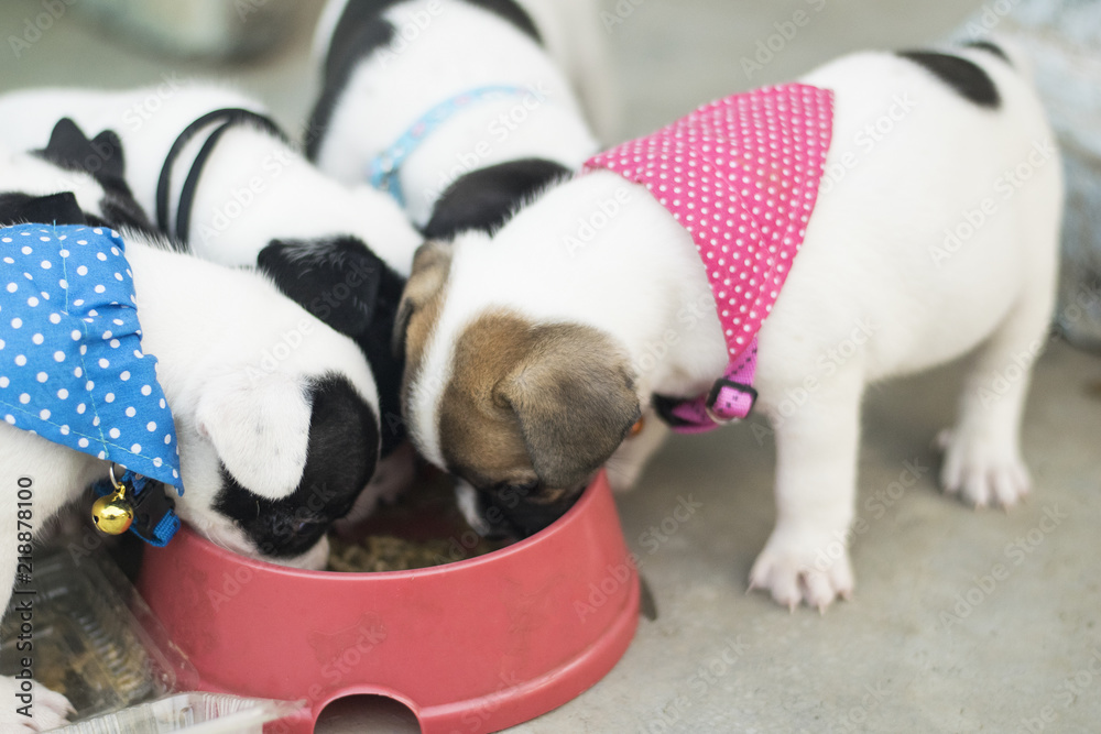 Can A 1 Month Old Puppy Eat Dog Food