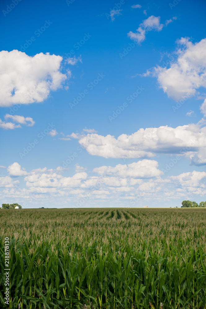 Summer field corn Summer field corn