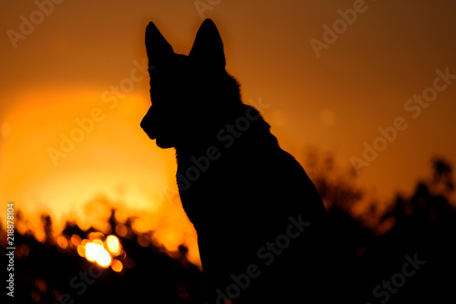 Cão ao por-do-sol
