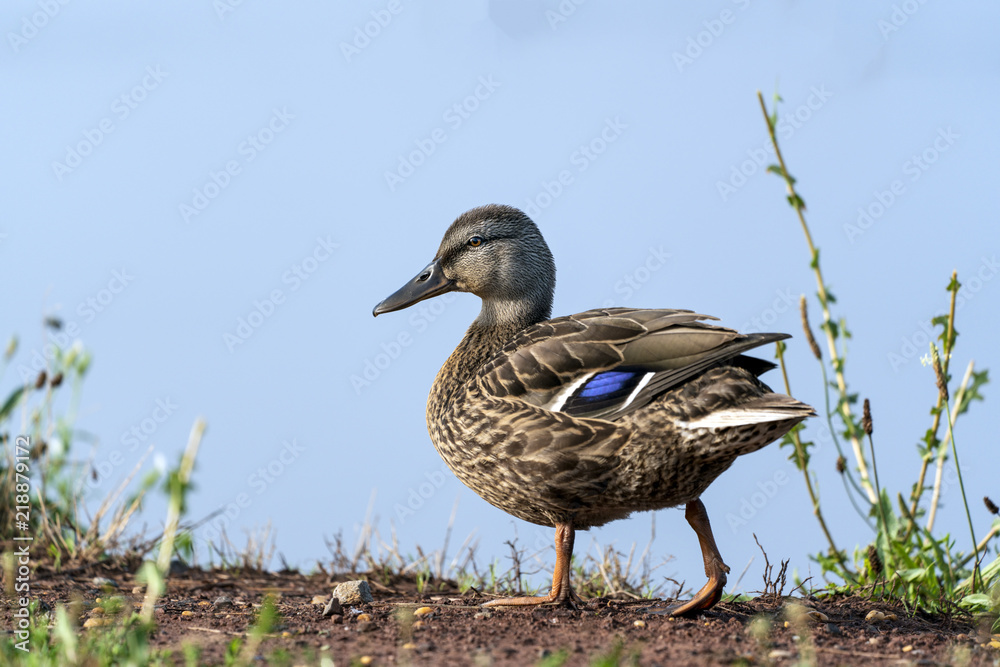 Fototapeta premium Mallard duck portrait