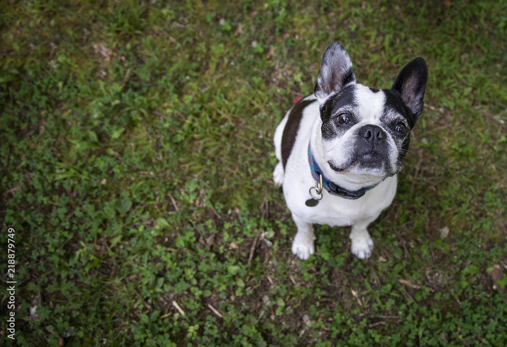 French Bulldog Boston Terrier Mix Pet Adoption French Bulldog Boston Terrier Mix Pet Adoption