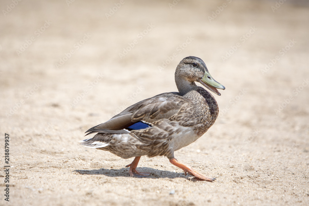 Duck Walking on Sand