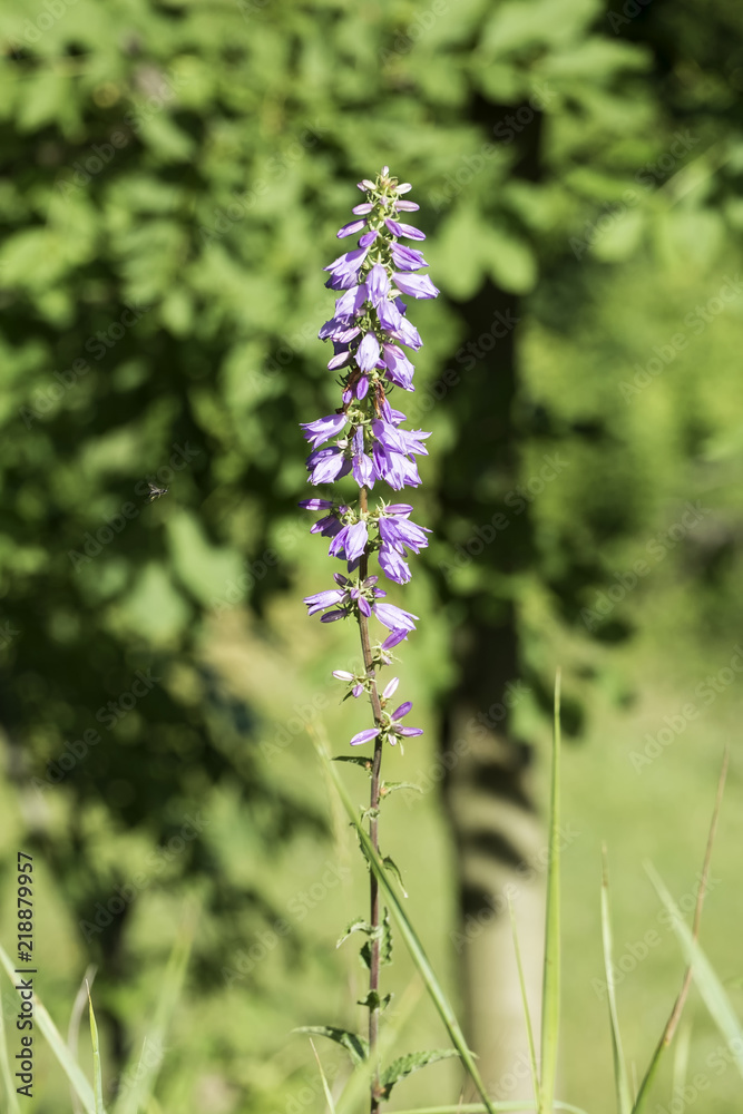Obraz premium Violet flowers of field bells on a long stalk (Campanula bononiensis)