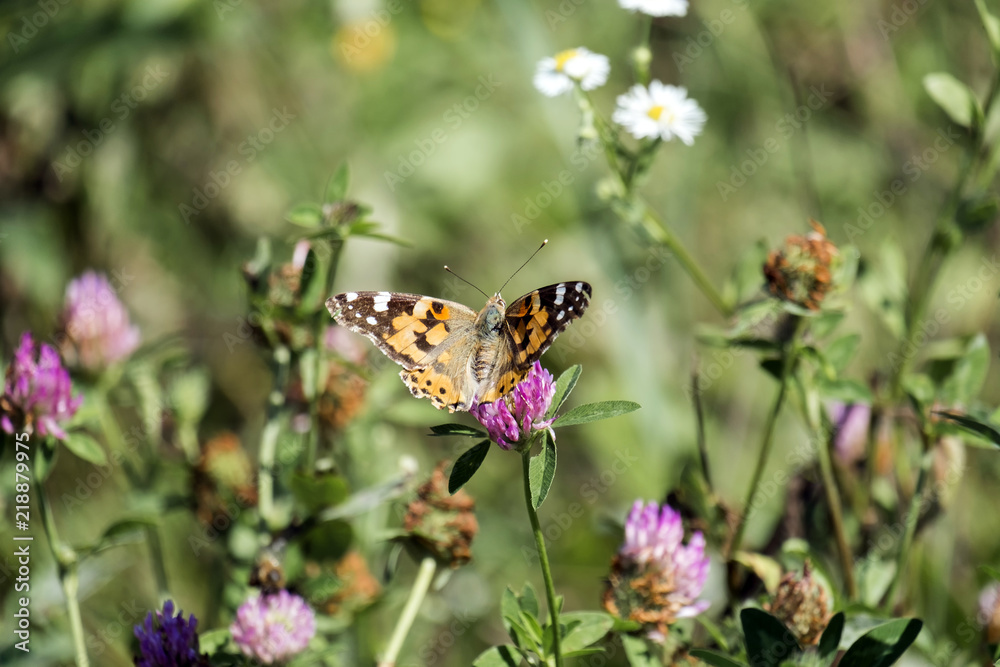 Сolorful butterfly - painted lady. Orange butterfly with black and white spots collects nectar from a clover flower (Vanessa cardui) Сolorful butterfly - painted lady. Orange butterfly with black and white spots collects nectar from a clover flower (Vanessa cardui)