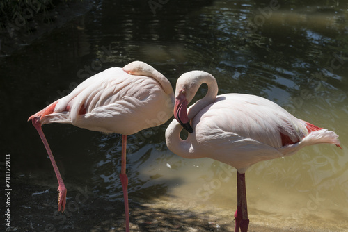 two flamingos