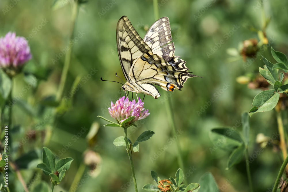 Common yellow Swallowtail collecting nectar from a red clover flower (Papilio machaon)