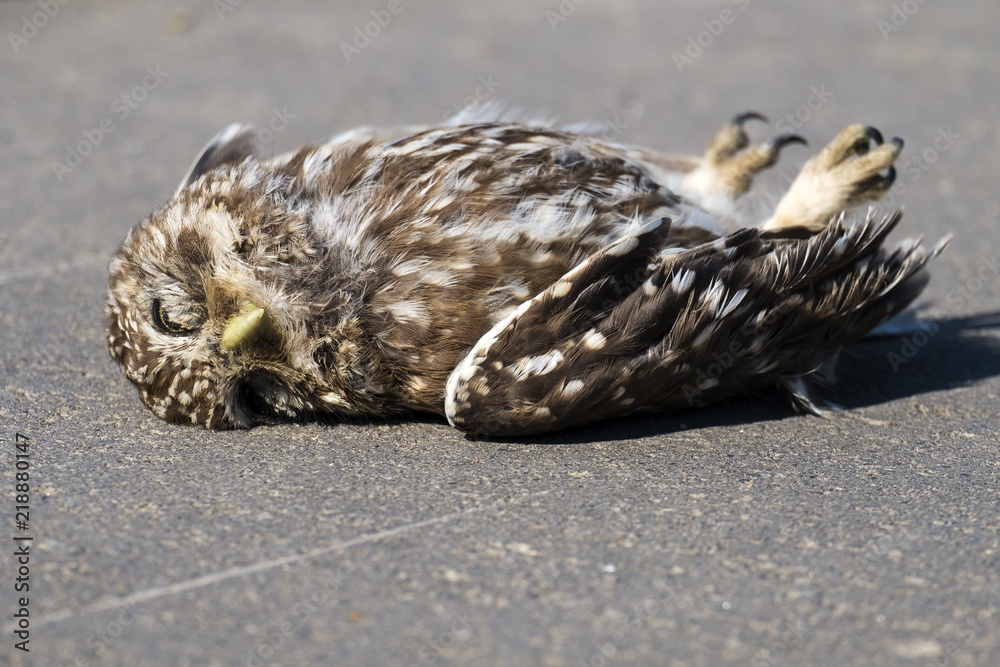 Fototapeta premium Dead little owl lies on the asphalt (Athene noctua)