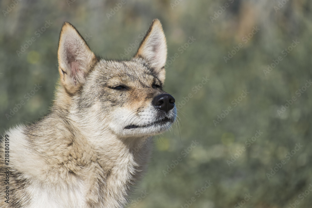 Dog from the genus of wolves enjoys the fresh air