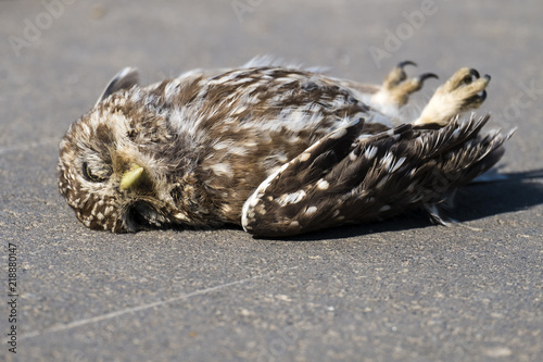 Dead little owl lies on the asphalt (Athene noctua) photo