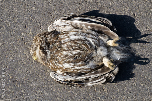 Dead little owl lies on the asphalt (Athene noctua) photo