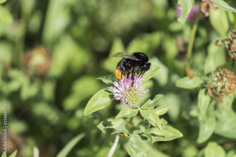 Large red-tailed bumblebee extracts pollen from a clover flower (Bombus lapidarius) Large red-tailed bumblebee extracts pollen from a clover flower (Bombus lapidarius)
