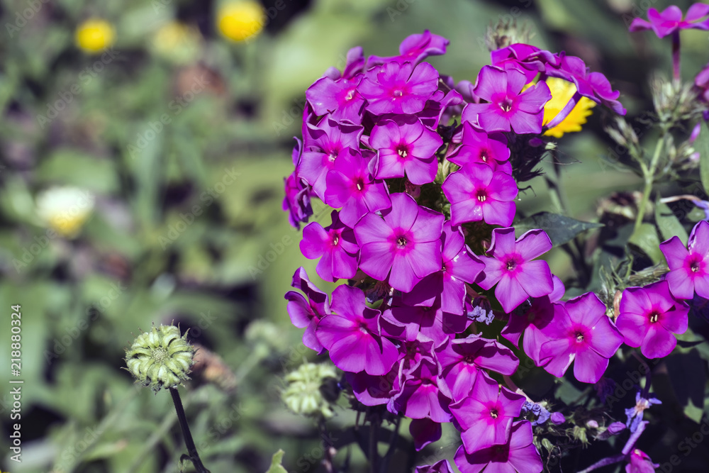 Fototapeta premium Magenta flowers of phlox (Phlox paniculata)