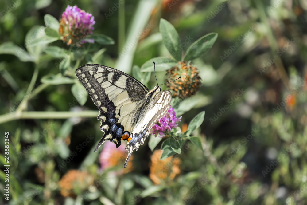 Old World swallowtail collecting nectar from a red clover flower (Papilio machaon) Old World swallowtail collecting nectar from a red clover flower (Papilio machaon)