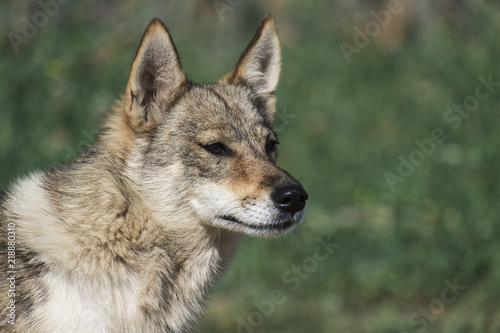 Homeless dog from the genus of wolves