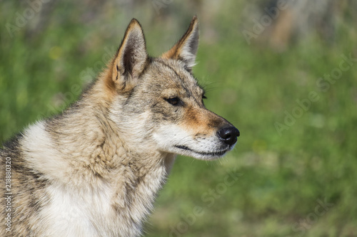 Homeless dog from the genus of wolves © Lastovetskiy