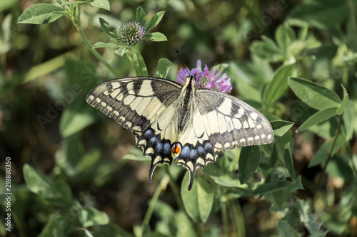Old World swallowtail collecting nectar from a red clover flower (Papilio machaon)
