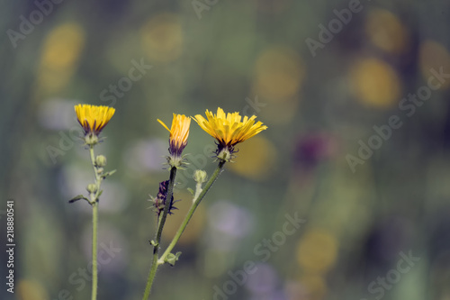 Yellow flame-like Flowers of smooth hawksbeard (Crepis capillaris) © Lastovetskiy