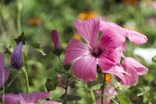 Beautiful pink flower of royal mallow (Lavatera trimestris) photo