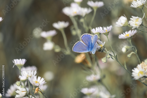 Blue butterfly sits on a daisy fleabane. The common blue butterfly (Polyommatus icarus) photo