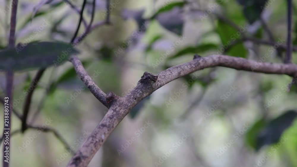 The stitchbird or hihi (Notiomystis cincta) is a rare honeyeater-like bird endemic to the North Island and adjacent offshore islands of New Zealand. The stitchbird or hihi (Notiomystis cincta) is a rare honeyeater-like bird endemic to the North Island and adjacent offshore islands of New Zealand.