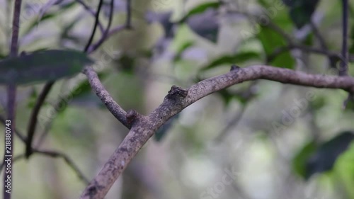 The stitchbird or hihi (Notiomystis cincta) is a rare honeyeater-like bird endemic to the North Island and adjacent offshore islands of New Zealand.