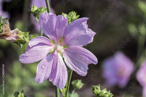 Flower of garden tree-mallow with droplets of dew on the petals (Lavatera thuringiaca)