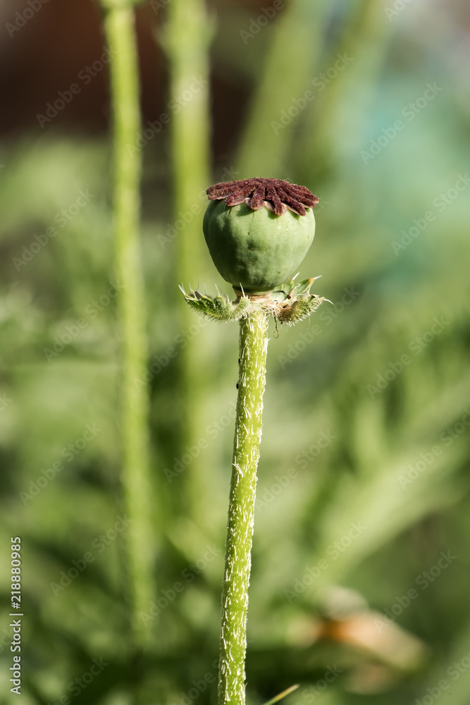 Green seed capsule of decorative poppy Green seed capsule of decorative poppy