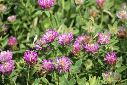 Flowers of red clover clover in a meadow  Trifolium pratense 