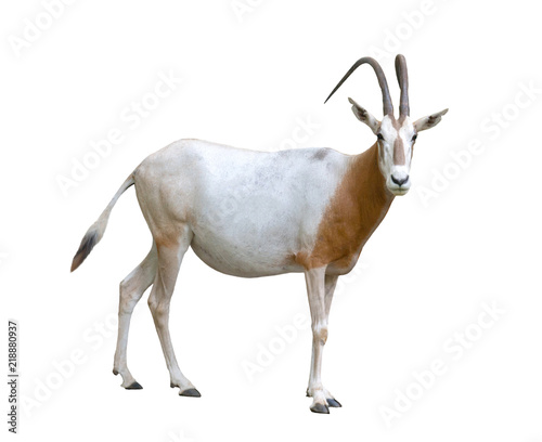 scimitar horned oryx isolated photo