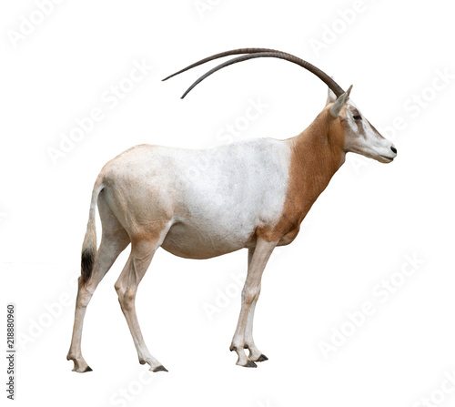 Photography scimitar horned oryx isolated