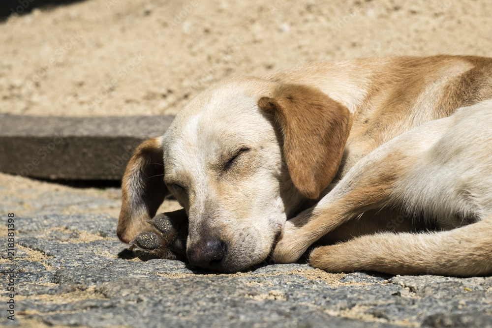 Spotted ginger dog sleeps sweetly on the ground Spotted ginger dog sleeps sweetly on the ground