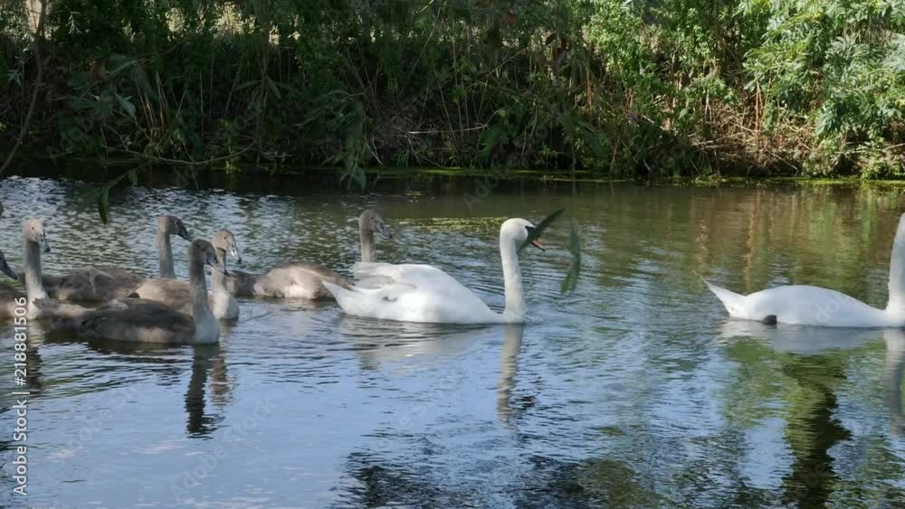 Swan with six cygnets on the river Stour Swan with six cygnets on the river Stour