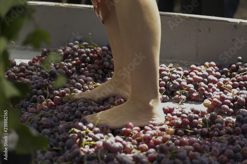 Aguascalientes, Mexico. August 18/2018. Tradition winery, People treading grapes to make wine in a traditional way photo