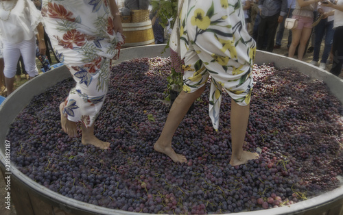 Aguascalientes, Mexico. August 18/2018. Tradition winery, People treading grapes to make wine in a traditional way