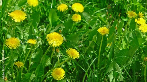 Closeup shot of Taraxacum campylodes field, yellow flower of young dandellion in lush grass moving on wind low angle natural color grading photo