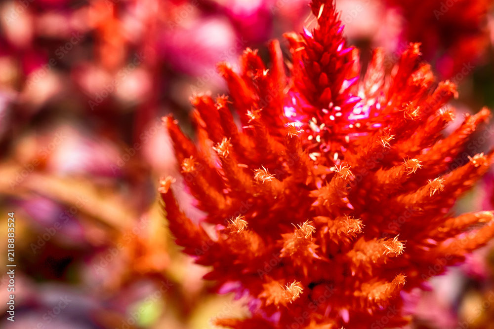 Macro photo of a red flower of an astilba Macro photo of a red flower of an astilba