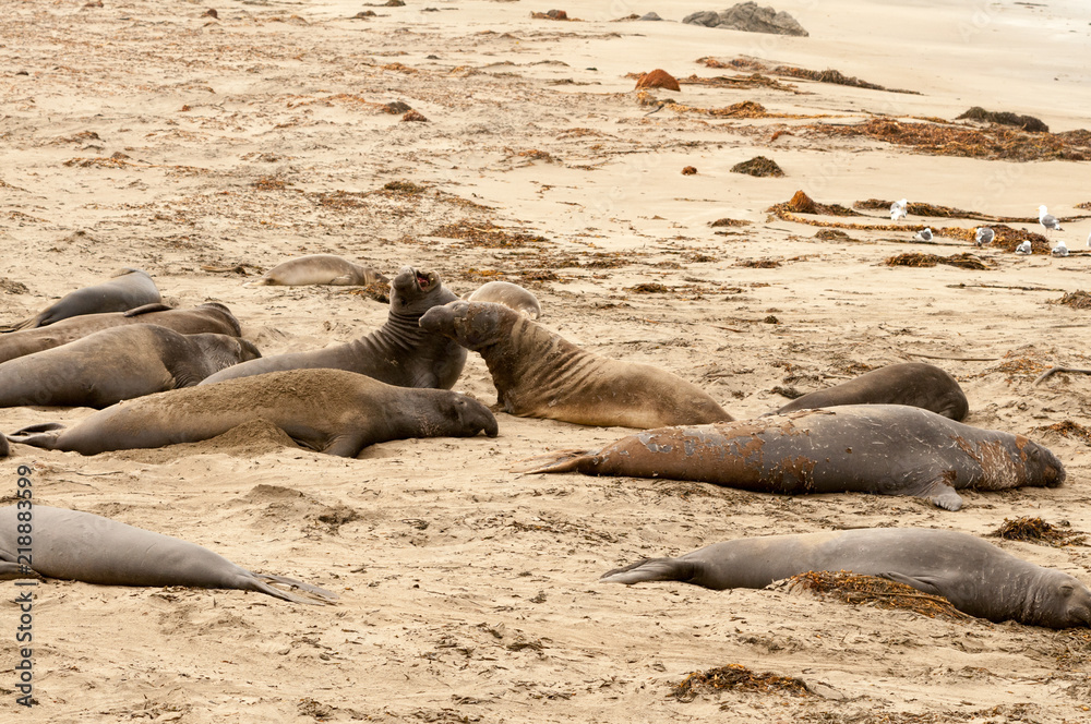 Fototapeta premium Elephant Seals on the beach in California