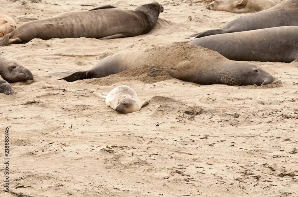 Fototapeta premium Elephant Seals on the beach in California