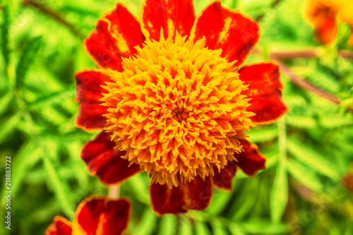 Macro photo of red-orange garden flowers