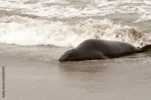 Elephant Seals on the beach in California photo