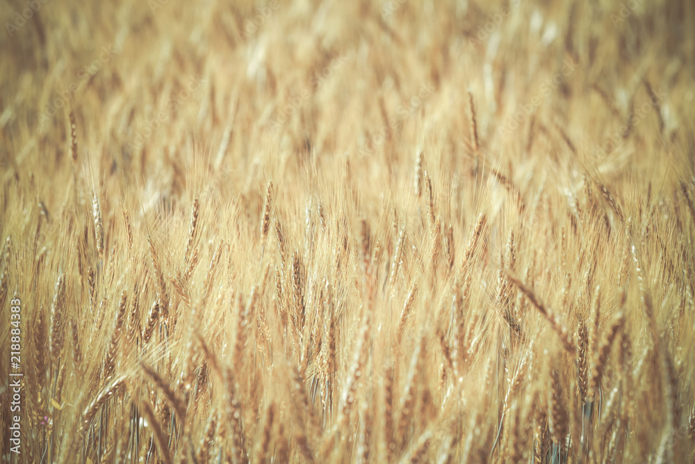 Barley field Barley field