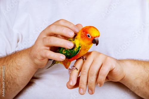 Man enjoy playing with parrot in house enjoy holding colorful parrots