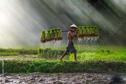 Wallpaper Mural Vietnam farmer Bearing seedlings of rice to plant, Asian farmer Bearing rice see