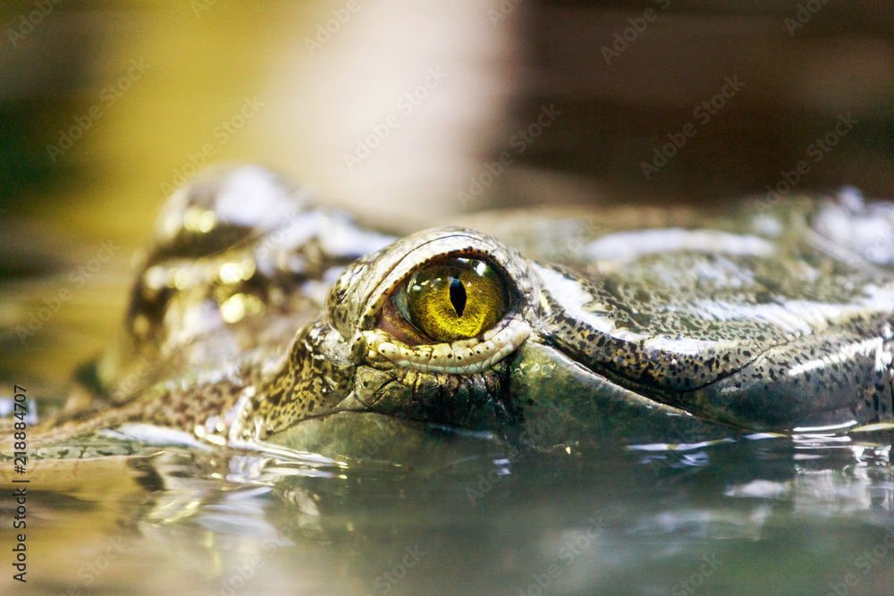 Fototapeta premium Gavialis gangeticus / Gharial - Critically Endangered fish-eating crocodile from India