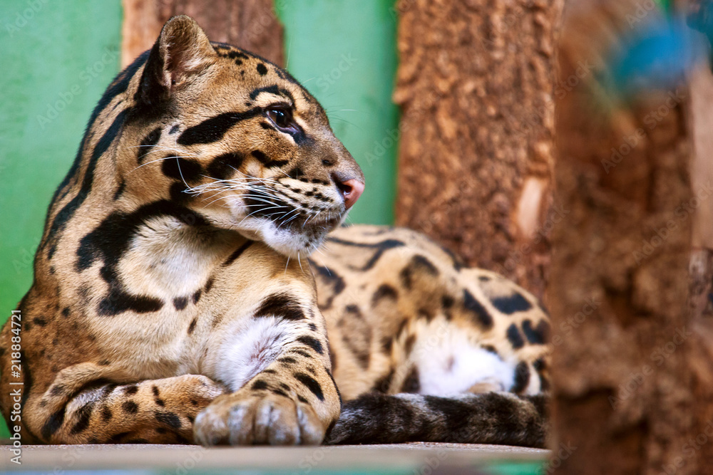Obraz premium Neofelis nebulosa / Clouded leopard